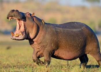 Hippopotamus Kills Pregnant Woman In Makurdi