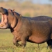 Hippopotamus Kills Pregnant Woman In Makurdi