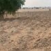 Farmer cries out as herdsmen destroy cassava farm in Nasarawa