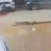 VIDEO: Gunmen Abduct Middle-aged Woman In Brazen Daytime Operation In Busy Benin Market 6 VIDEO: Gunmen Abduct Middle-aged Woman In Brazen Daytime Operation In Busy Benin Market